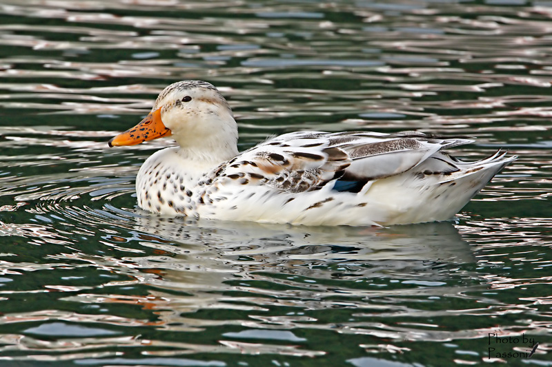 Germano leucistico!